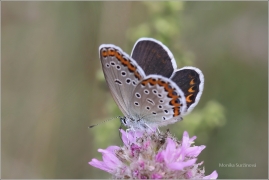 <p>MODRÁSEK PODOBNÝ- samička (Plebejus argyrognomon) Mladá Boleslav - Radouč ---- /Reverdin's blue b utterfly - Kronwicken-Bläuling/</p>